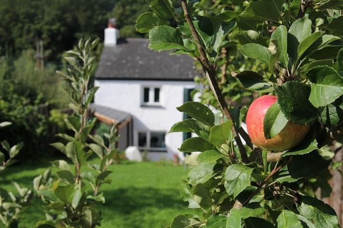 Peacock Cottage Cinderford 部屋 写真